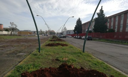Al posto dei pini in viale don Bosco i “Celtis Australis” (Bagolaro)