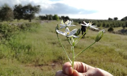 “Il Bosco di Athene”