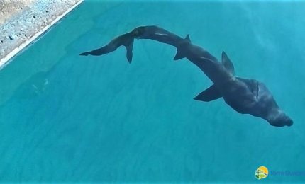 Un giovane squalo elefante salvato dai pescatori di Torre Guaceto