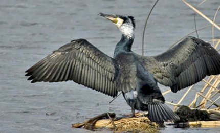 I cormorani invadono la Puglia