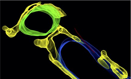 Scoperto il sistema di ventilazione delle cellule cardiache