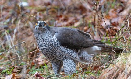 A Galatina parte la lotta ai piccioni fatta con i falchi