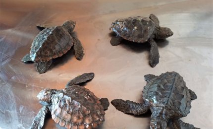 Salvati a Torre Guaceto gli animali stremati dal freddo