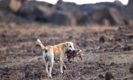 Nelle campagne animali domestici uccisi da lupi e cani inselvatichiti