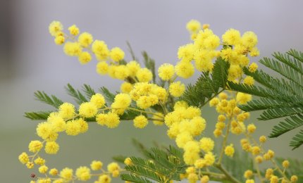 Per l'8 Marzo un flash-mob al maschile