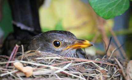 "Potare gli alberi senza distruggere i nidi"