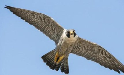 Contro i piccioni a Galatina sono in azione i falchi