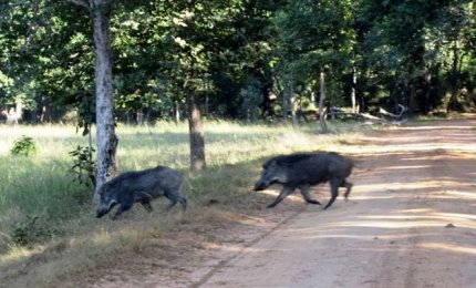 Pericolo cinghiali in Puglia