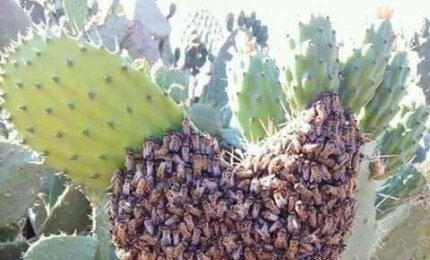 A Galatina "Il dolce ronzio lo sostengo anch'io"