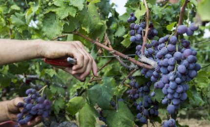 "All'Europa diciamo che il vino annacquato e senza alcool non è vino”