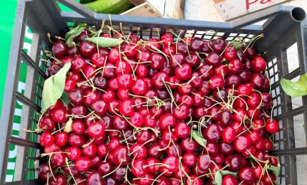 Prezzo al produttore troppo basso. Per protesta ciliegie rovesciate sull'asfalto