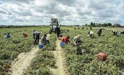Vietato in Puglia lavorare nei campi nelle ore calde