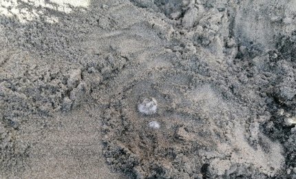 A Torre dell'Orso è tornata a fare le uova la Caretta Caretta