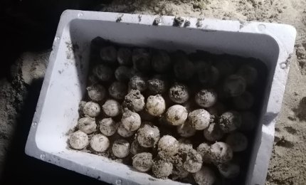 Caretta caretta deposita 105 uova a Lido Conchiglie sulla spiaggia del 61° Stormo di Galatina