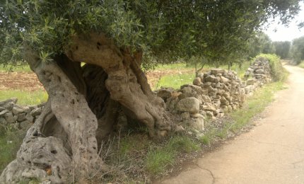 Salviamo gli ulivi del Salento