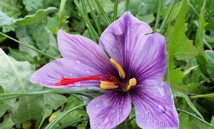 Ad Aradeo si produce l'oro rosso 