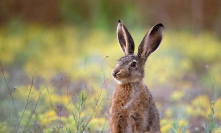 Le lepri divorano interi campi di meloni e pomodori