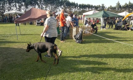 Mille cani all'Hotel Hermitage per l'Esposizione Internazionale