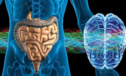 Proteggere e migliorare le funzioni cerebrali con i probiotici