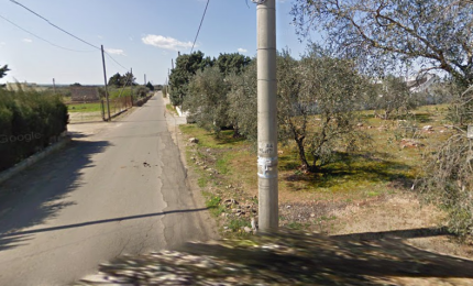 Strada comunale Roncella prima. "Ci scusiamo con il proprietario. Anche a noi dispiace che quegli alberi vengano estirpati"