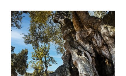 Emergenza forestazione nel Salento, a Parabita incontro di 22 sindaci