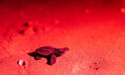 Nate a Lido Conchiglie le prime Caretta caretta