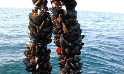 Mare troppo caldo, a Taranto muoiono le cozze