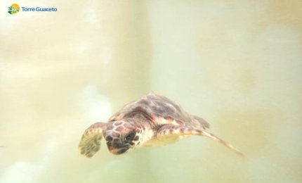 Salvata a Brindisi una tartaruga marina con un amo in bocca