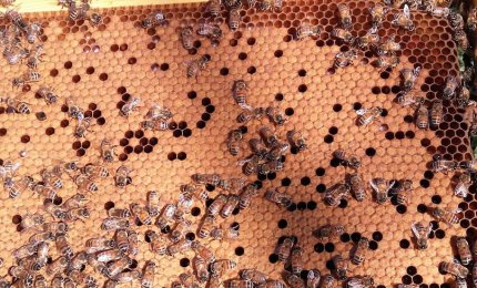 Stato di calamità per l'apicoltura pugliese?