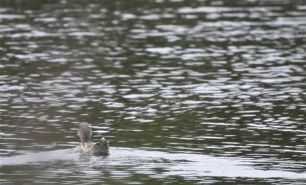 La rarissima anatra marmorizzata fa tappa a Torre Guaceto
