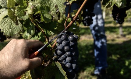 Vendemmia di Nero di Troia, Aglianico e Susumaniello a rischio a causa del maltempo