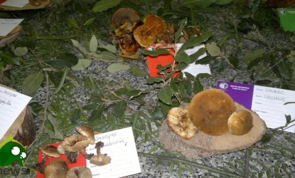 Raccolta funghi, i consigli dei Centri di Controllo Micologico di Asl Lecce