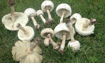  Fare attenzione al fungo Chlorophyllum molybdites: è tossico!