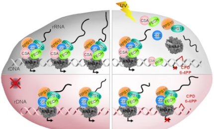 Proteggersi dalla luce UV è fondamentale per prevenire i tumori cutanei