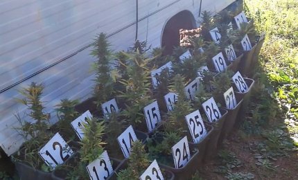 Coltivava marijuana in una roulotte vicino casa, denunciato trentaseienne galatinese