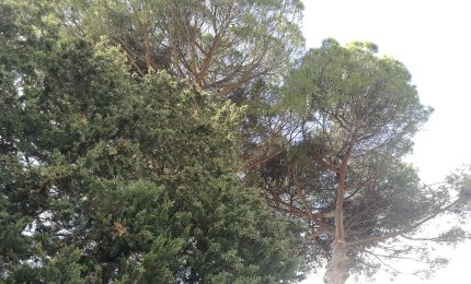 Anche per il Salento un rimboschimento epocale. Scende in campo l'Ordine dei Medici di Lecce