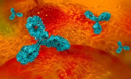 Un anticorpo monoclonale potrebbe combattere l'Alzheimer