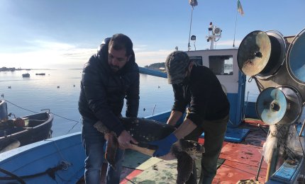 Natalie e Stefy, le due tartarughe marine di Porto Cesareo