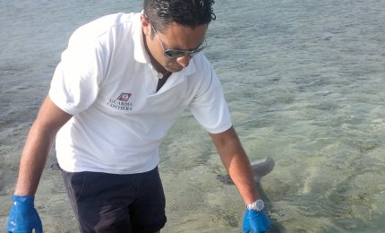 Salvato a Porto Cesareo un piccolo delfino