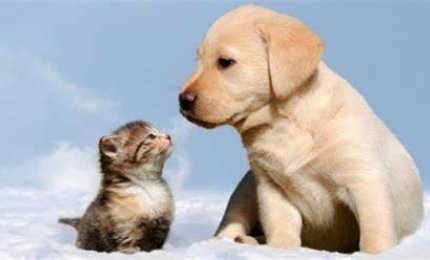 Obbligatorio anche in Puglia microchippare i gatti
