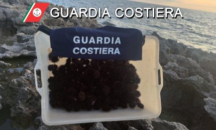 Multa di 2000 euro a pescatore di frodo, aveva raccolto 300 ricci a Torre Inserraglio