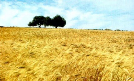 La campagna di un uomo ricco aveva dato un buon raccolto