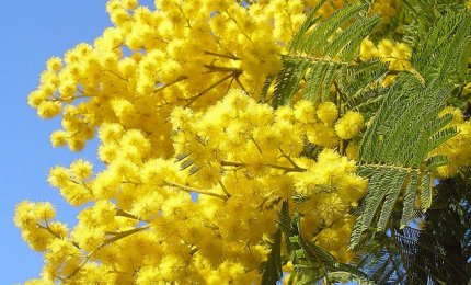 I cannoni e le mimose. Un orribile 8 Marzo 2022