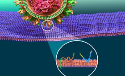 Come il SARS-CoV-2 infetta le cellule umane