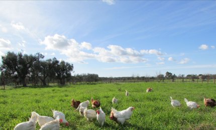 A Cutrofiano 5000 galline felici