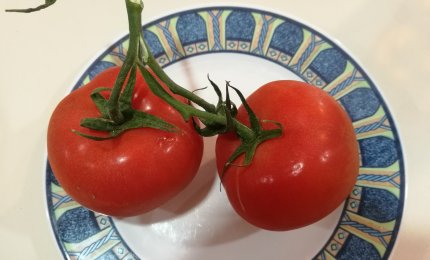 Nasce a Lecce un nuovo pomodoro ricco di vitamina D