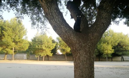 Sei leccese? Puoi segnalare le colonie di gatti all'apposito ufficio. Sei galatinese? Chiama i Vigili