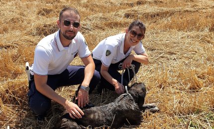 La Polizia Locale di Galatina salva dall'annegamento una femmina di cane corso