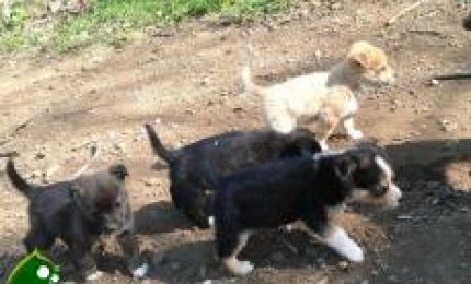 Abbandona un cane e viene scoperto, collemetese rischia l'arresto 