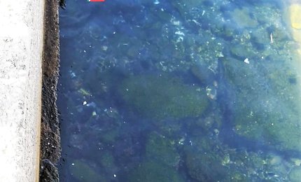 La Guardia Costiera rimuove dal fondale del porto 25 kg di cozze depositati abusivamente